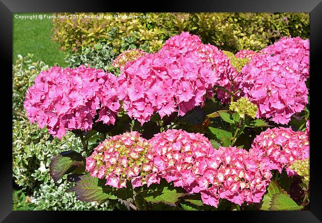 Common Hydrangea Framed Print by Frank Irwin