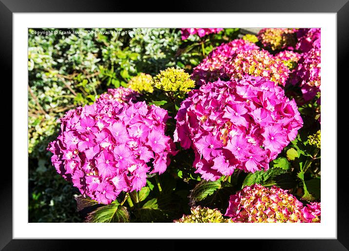 Common Hydrangea Framed Mounted Print by Frank Irwin