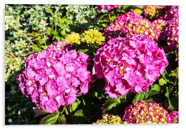 Common Hydrangea Acrylic by Frank Irwin