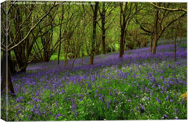 Bluebell Wood Canvas Print by Diana Mower