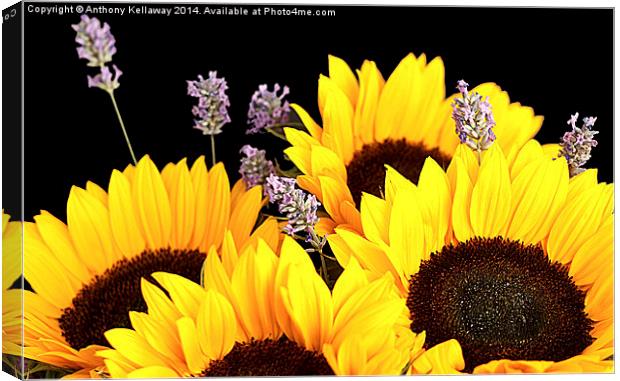 SUNFLOWERS AND LAVENDER Canvas Print by Anthony Kellaway