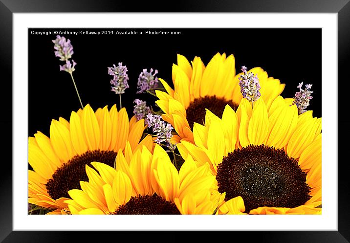 SUNFLOWERS AND LAVENDER Framed Mounted Print by Anthony Kellaway