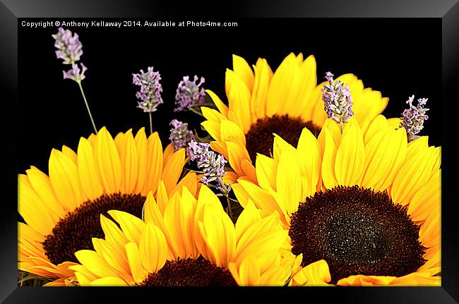 SUNFLOWERS AND LAVENDER Framed Print by Anthony Kellaway