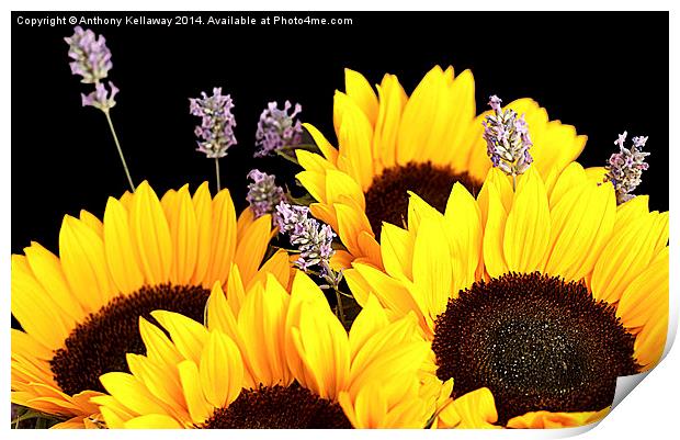 SUNFLOWERS AND LAVENDER Print by Anthony Kellaway