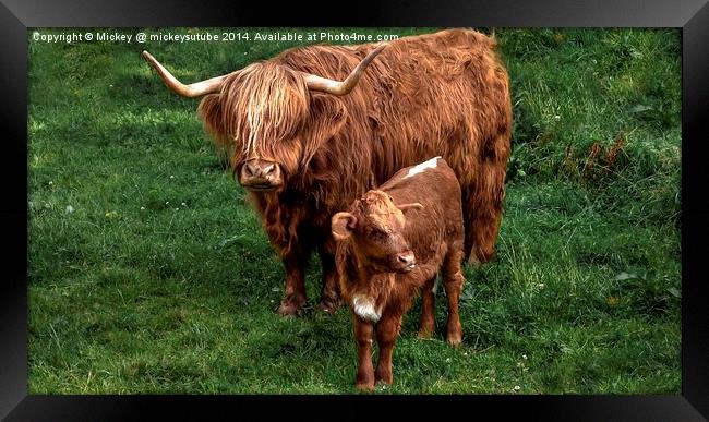 Highland Cow And Calf Framed Print by rawshutterbug 