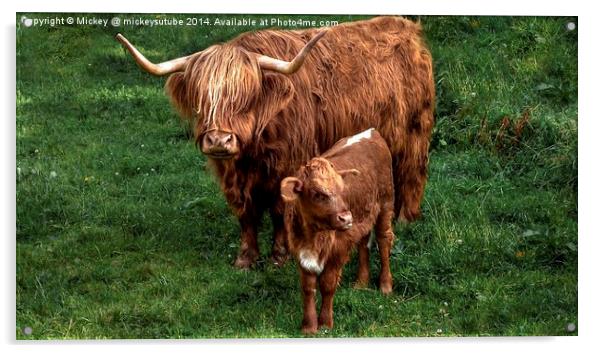 Highland Cow And Calf Acrylic by rawshutterbug 