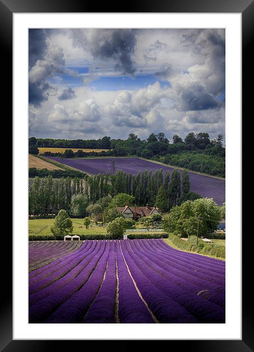 Lavender Field Framed Mounted Print by Phil Clements