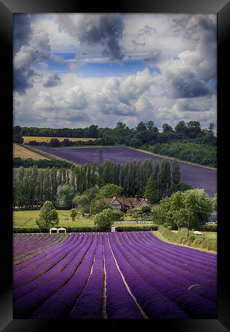 Lavender Field Framed Print by Phil Clements