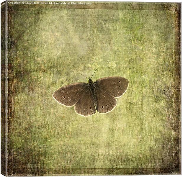 Ringlet Butterfly Canvas Print by LIZ Alderdice