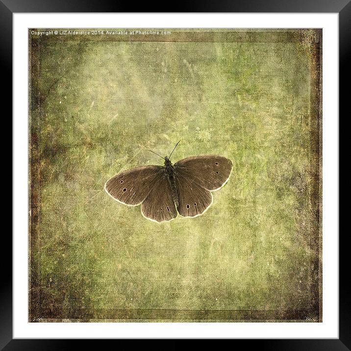 Ringlet Butterfly Framed Mounted Print by LIZ Alderdice