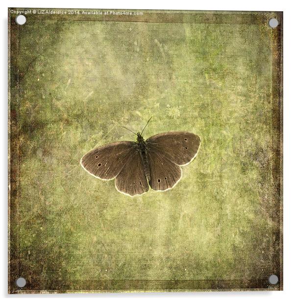 Ringlet Butterfly Acrylic by LIZ Alderdice