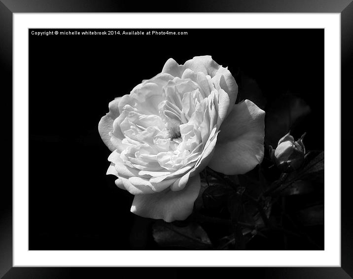 Mono Rose Framed Mounted Print by michelle whitebrook