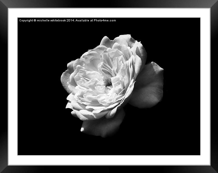 Mono Single Rose Framed Mounted Print by michelle whitebrook