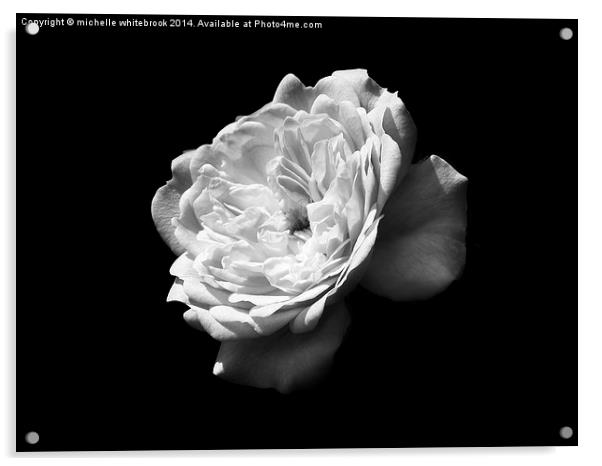 Mono Single Rose Acrylic by michelle whitebrook