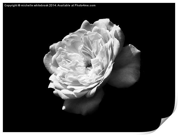 Mono Single Rose Print by michelle whitebrook