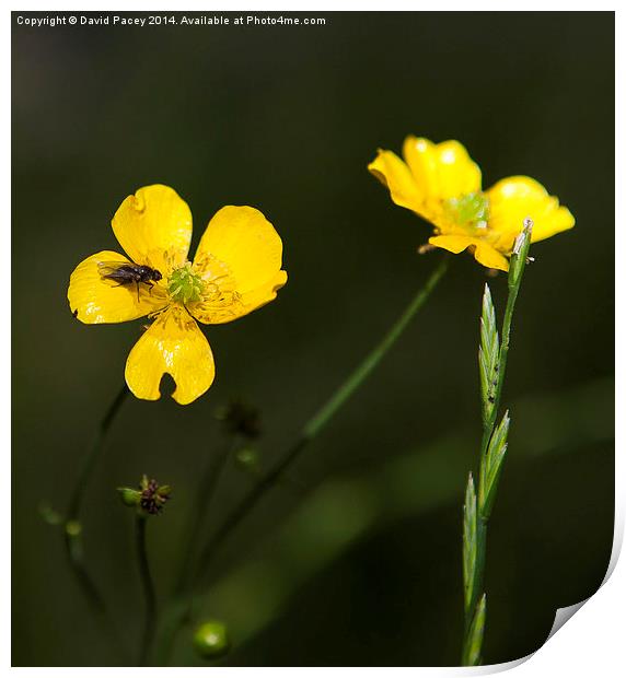 Yellow flower and a fly Print by David Pacey