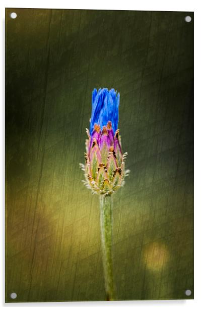 Blue Cornflower Acrylic by Steve Purnell