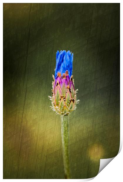 Blue Cornflower Print by Steve Purnell