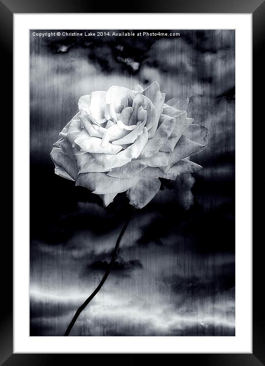 Wild Rose Framed Mounted Print by Christine Lake