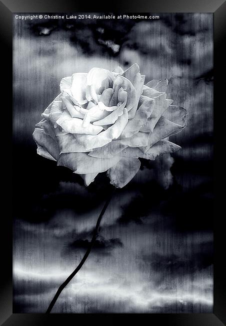 Wild Rose Framed Print by Christine Lake