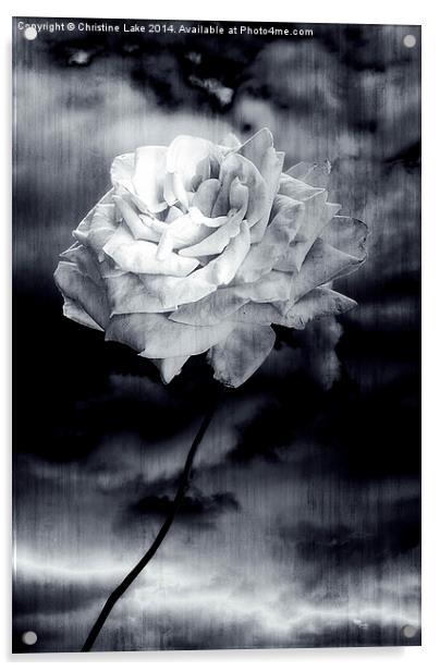 Wild Rose Acrylic by Christine Lake