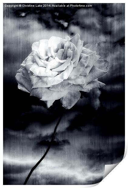 Wild Rose Print by Christine Lake