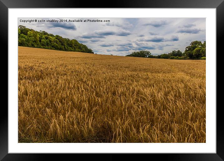 Barley Field in the Chilterns Framed Mounted Print by colin chalkley