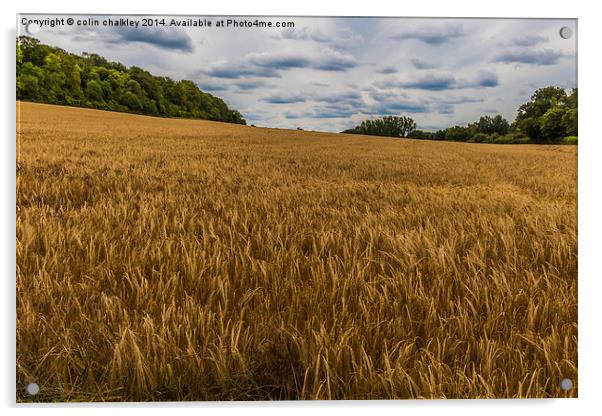 Barley Field in the Chilterns Acrylic by colin chalkley