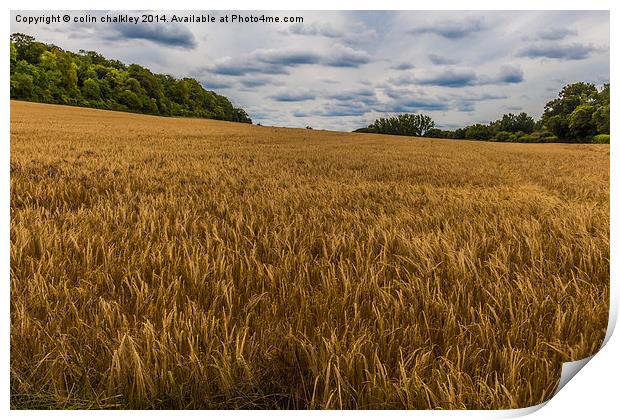 Barley Field in the Chilterns Print by colin chalkley