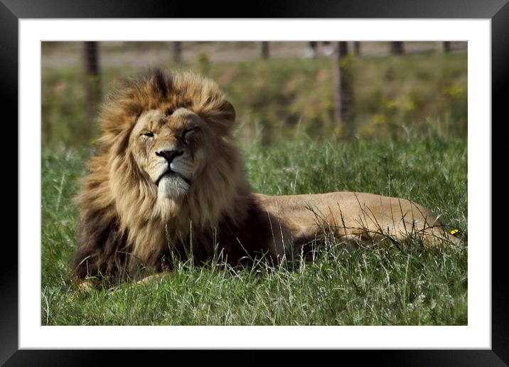 Lion Pride Framed Mounted Print by J Biggadike
