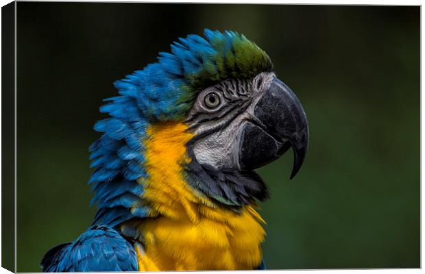 Blue And Yellow Macaw Canvas Print by J Biggadike