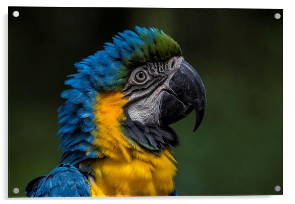 Blue And Yellow Macaw Acrylic by J Biggadike