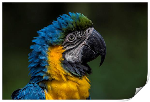 Blue And Yellow Macaw Print by J Biggadike