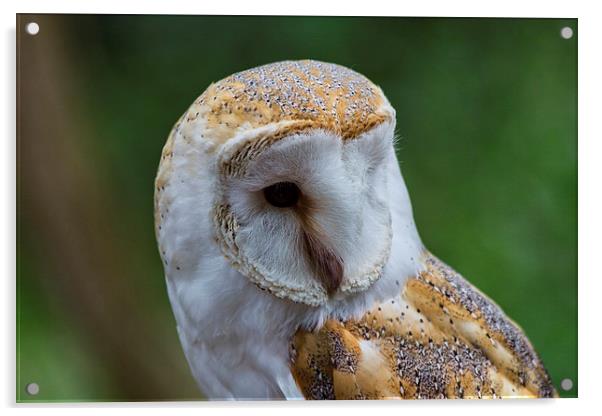 Barn Owl Acrylic by J Biggadike