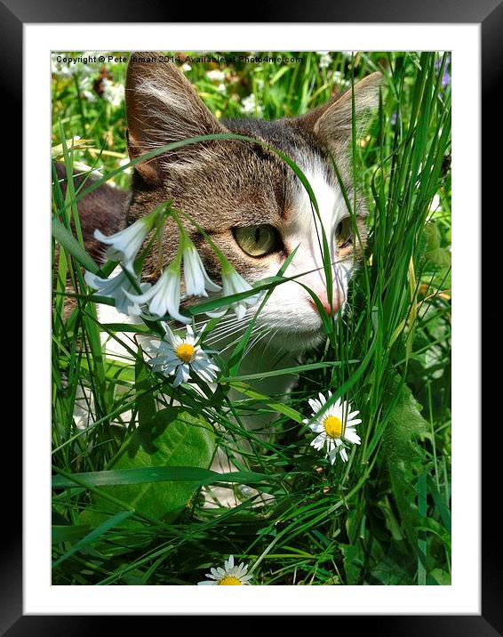 Cat Framed Mounted Print by Pete Inman