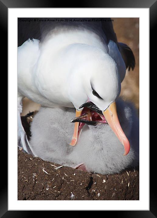 Nesting Black-browed Albatross with Chick Framed Mounted Print by Carole-Anne Fooks