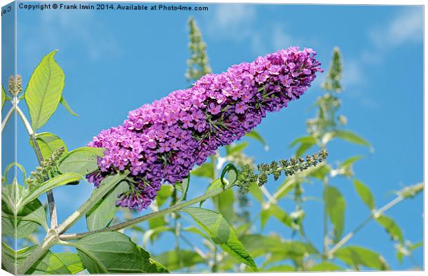 A Buddleia in full bloom Canvas Print by Frank Irwin