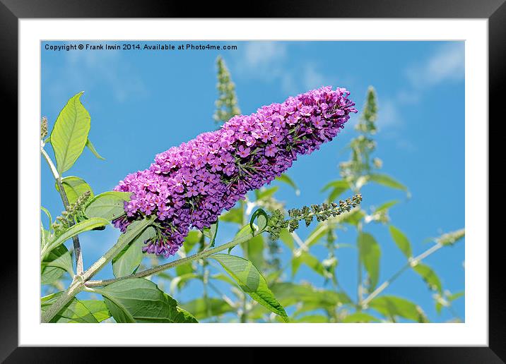 A Buddleia in full bloom Framed Mounted Print by Frank Irwin
