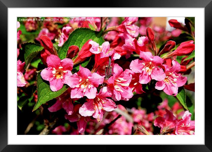 A mass of growth on a Weigela plant. Framed Mounted Print by Frank Irwin
