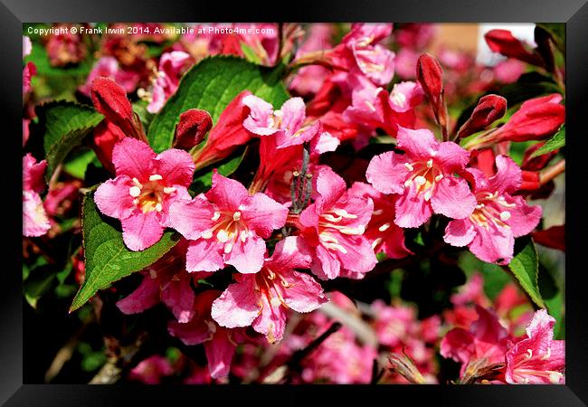 A mass of growth on a Weigela plant. Framed Print by Frank Irwin