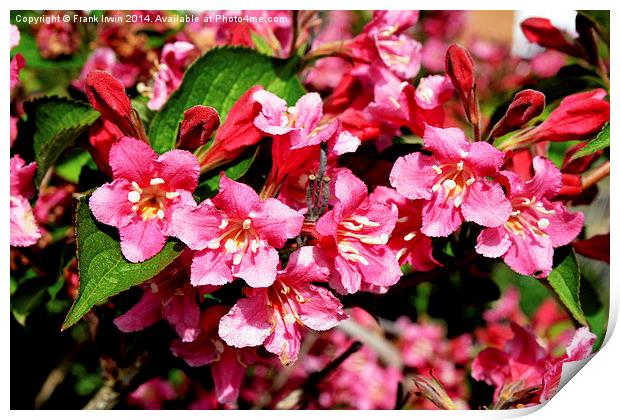 A mass of growth on a Weigela plant. Print by Frank Irwin