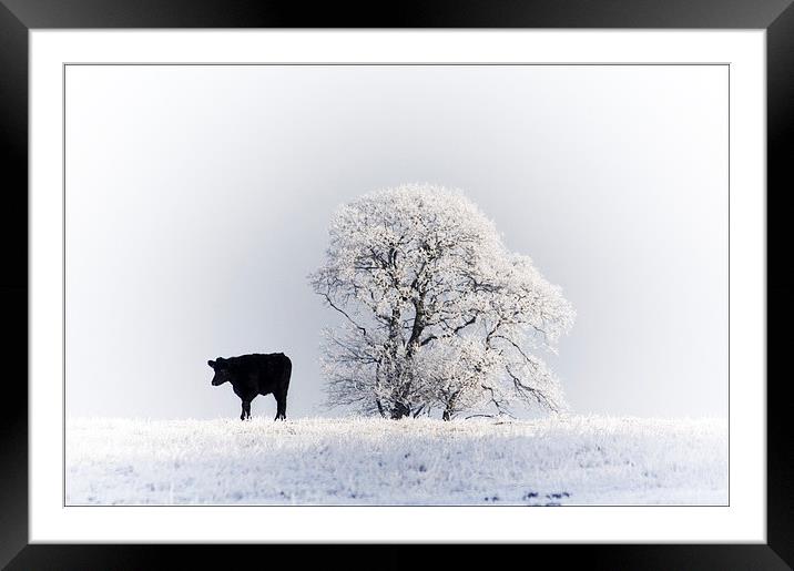 Solitary Beauty Framed Mounted Print by Les McLuckie
