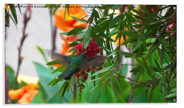 Hummingbird Acrylic by yvonne & paul carroll