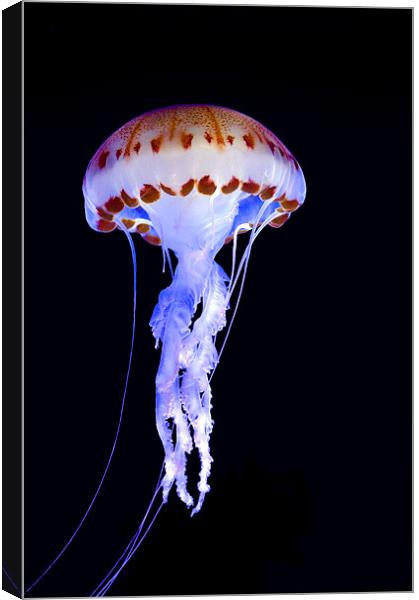 Purple Striped Jellyfish (Chrysaora colorata) Canvas Print by Eyal Nahmias