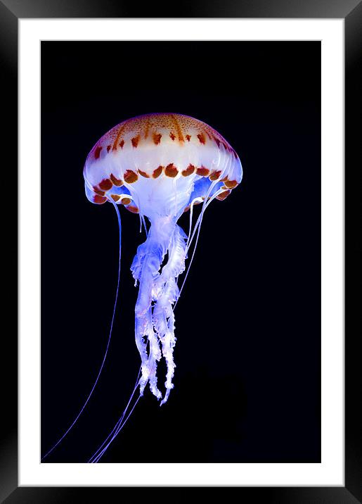 Purple Striped Jellyfish (Chrysaora colorata) Framed Mounted Print by Eyal Nahmias