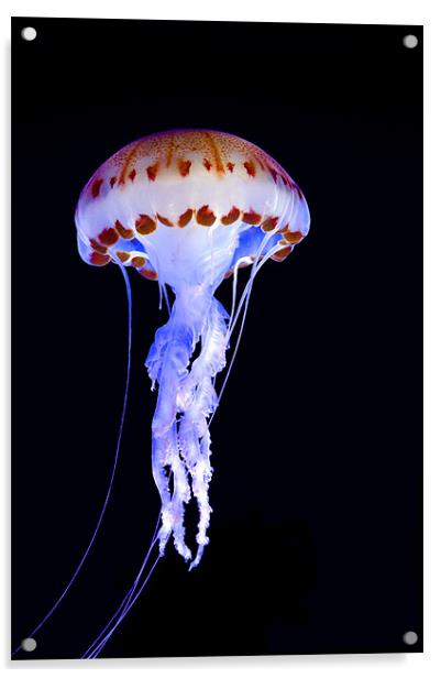 Purple Striped Jellyfish (Chrysaora colorata) Acrylic by Eyal Nahmias
