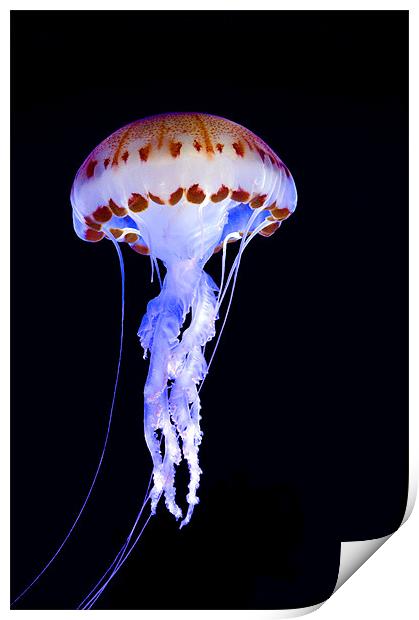 Purple Striped Jellyfish (Chrysaora colorata) Print by Eyal Nahmias