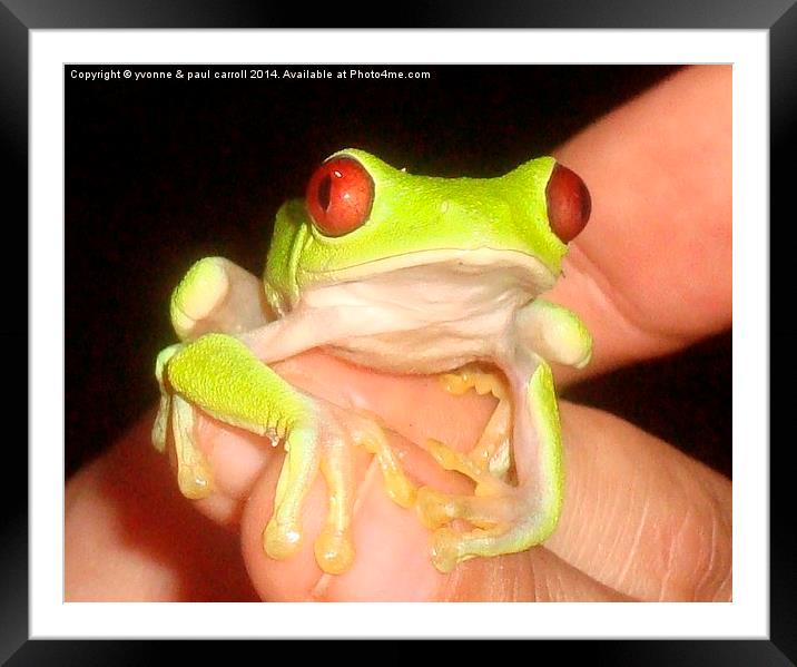 Enchanting Red-Eyed Tree Frog in Costa Rica Framed Mounted Print by yvonne & paul carroll