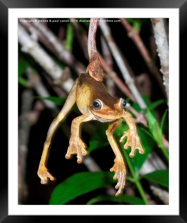 Snake catches frog Framed Mounted Print by yvonne & paul carroll