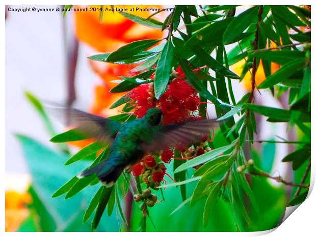 Colourful Hummingbird Print by yvonne & paul carroll